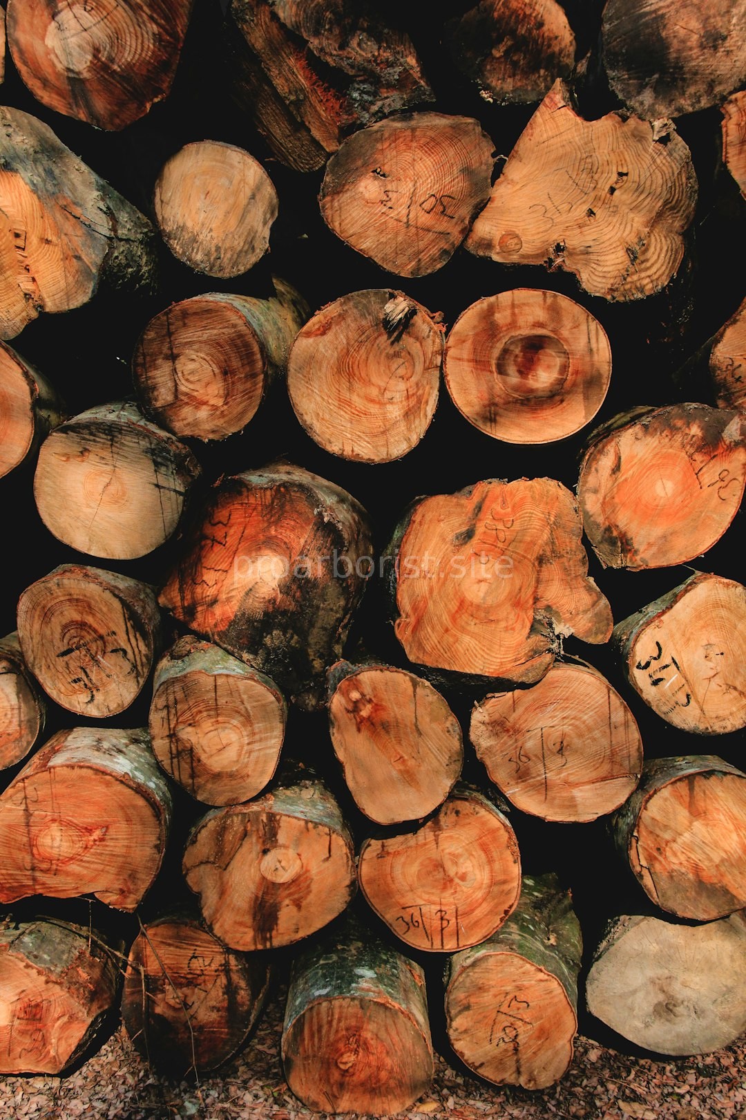 Tree Pruning