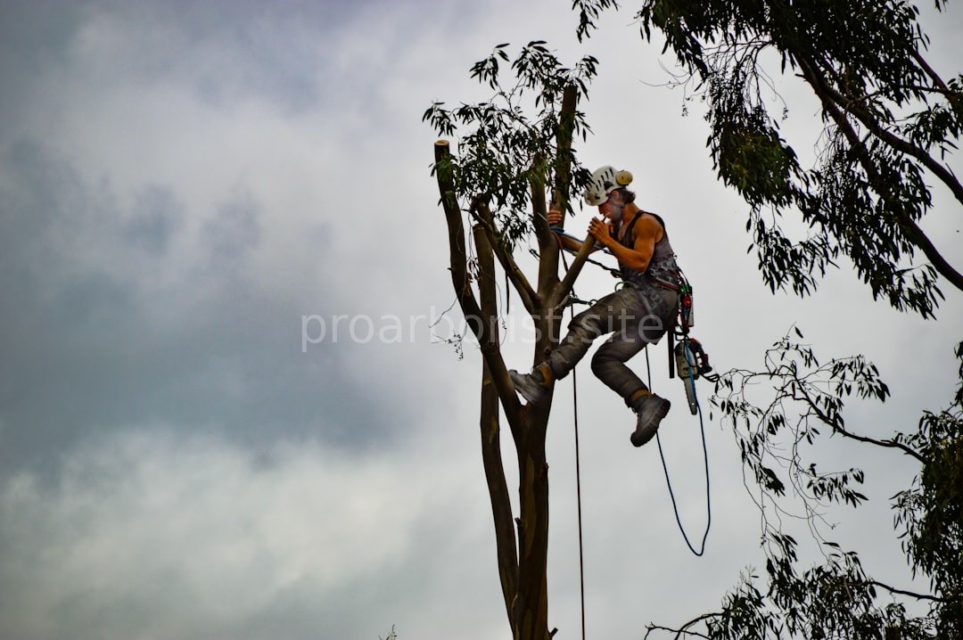 Arborist at work