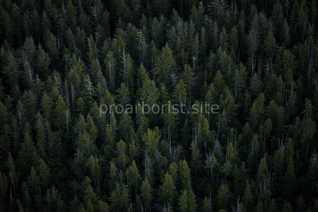 Arborist services
