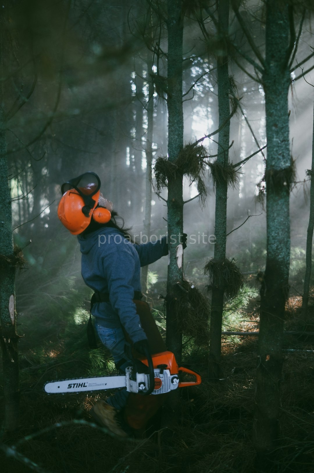 Tree Health