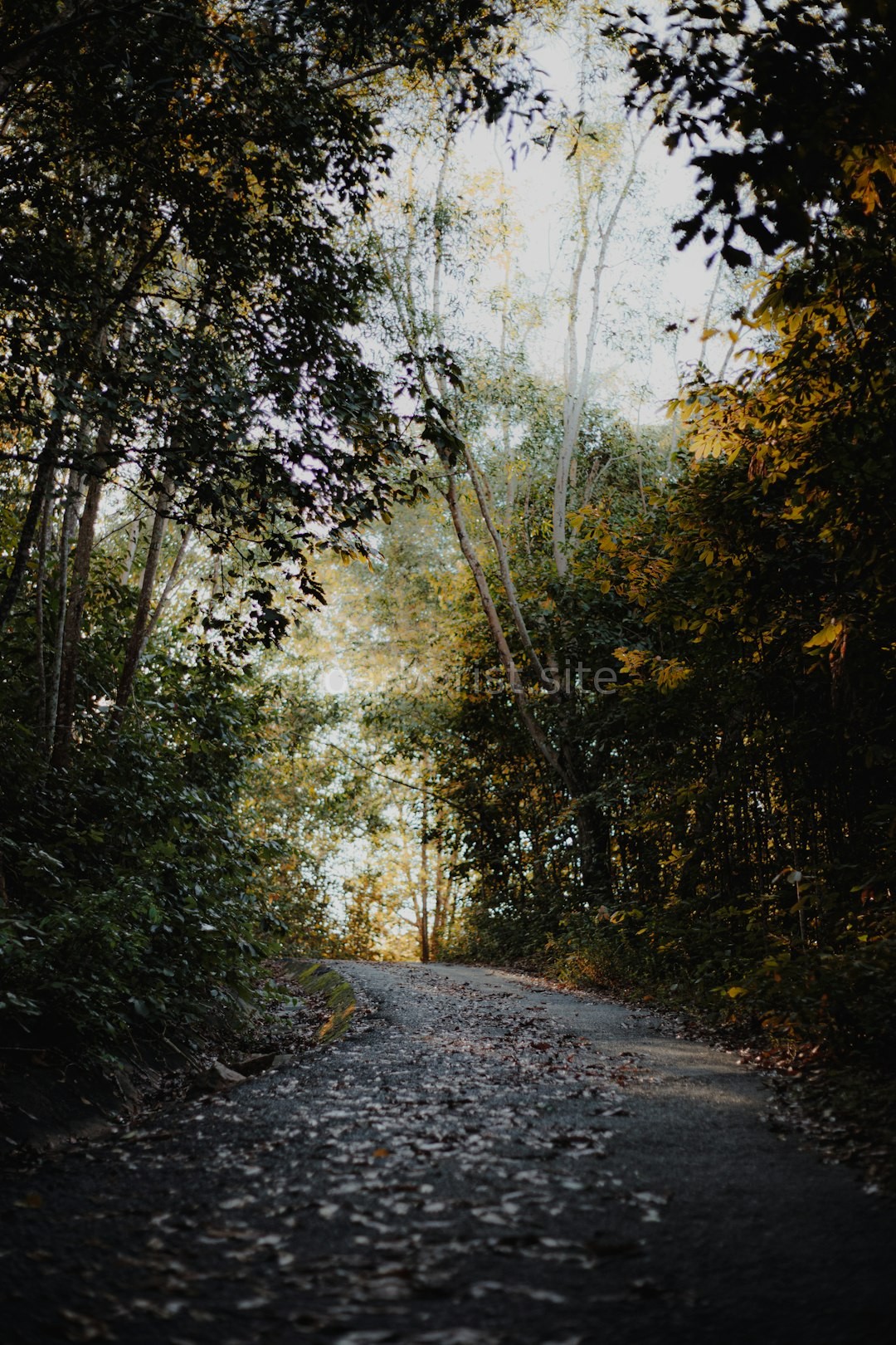 Forest Walk